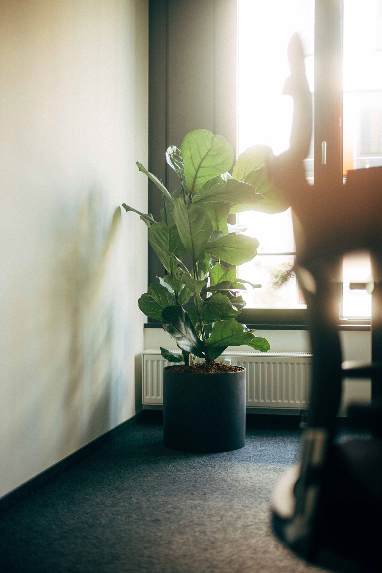 Image of a plant in a corner